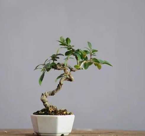 榆树盆景为什么用浅盆 榆树盆景如何换盆