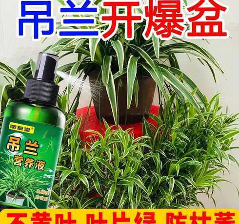 吊兰冬天喷什么营养液 种吊兰时可以用营养液吗