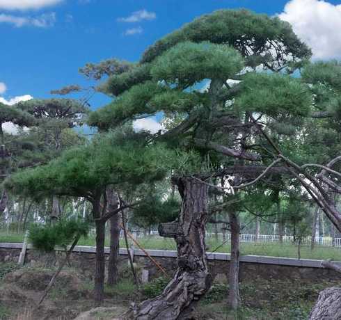 黑松什么时候可以移植 什么时间移植黑松