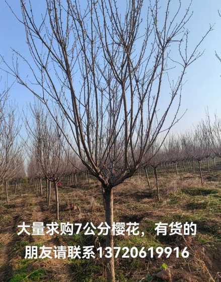 7公分樱花多少钱一棵 4年左右的速生杨107现在多少钱一棵