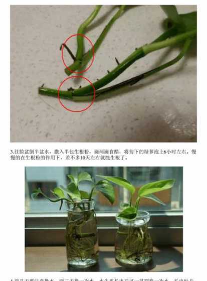 绿萝放在水里怎么催根 绿萝不换盆可以吗