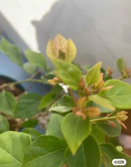 铁三角梅为什么不开花 三角梅只长叶不开花是为什么