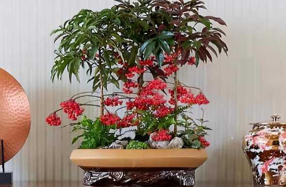 富贵子花喜欢什么土壤 请问这花叫什么名字怎么养