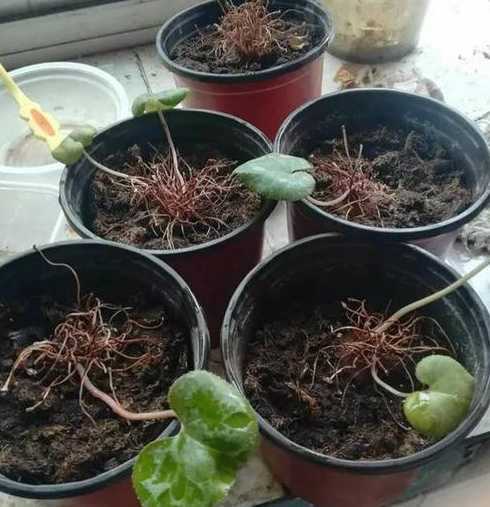为什么没根的花还能活 玫瑰花没有根怎么活