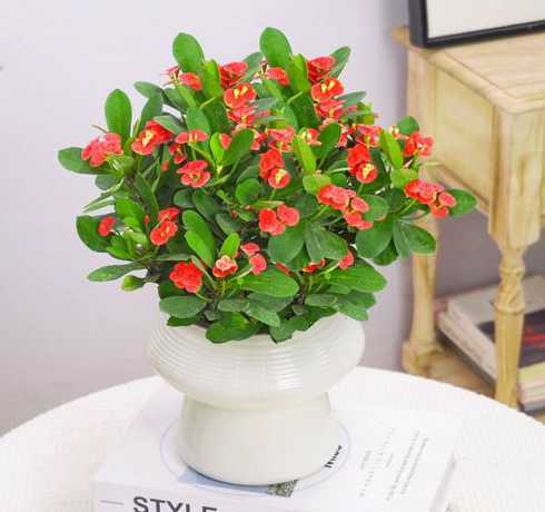 虎刺梅什么土壤栽植好 虎刺梅多肉植物生长习性对于土壤有什么要求