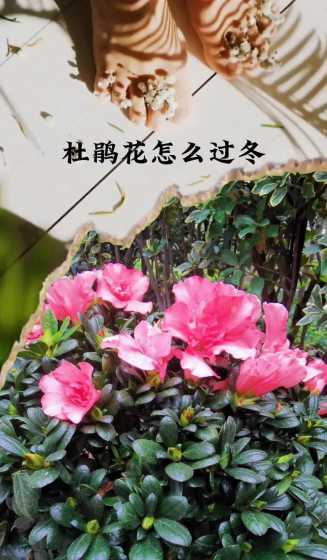 冬季养杜鹃花怎么样养 杜鹃花冬天怎么养