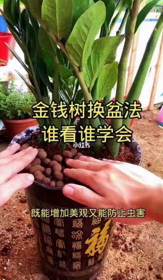 金钱树什么时节换盆好 金钱树哪个季节适合换盆 金钱树什么季节换盆