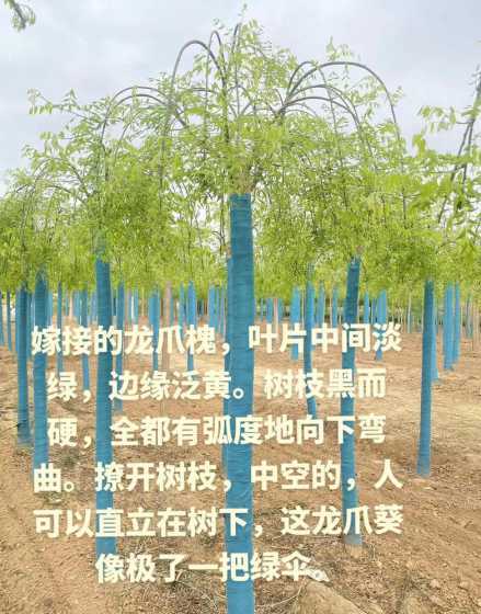 龙爪槐叶子什么时候长 龙爪槐什么时候长叶