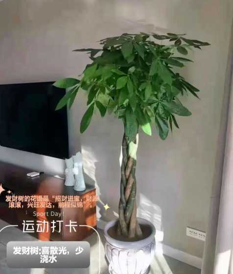 为什么跟瓜栗叫发财树 瓜栗是不是发财树