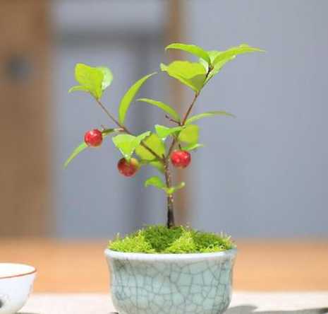 盆栽种樱桃有什么要求 盆栽樱桃树最忌什么