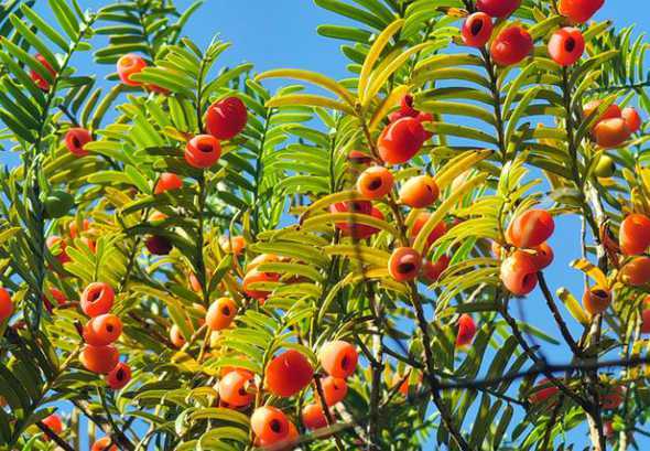 红豆杉果实什么时候熟 红豆杉什么季节结果几年的树才能结果