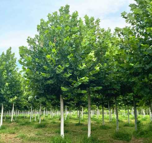 种植法桐树须注意什么 法桐树的种子怎么种植、具体方法。