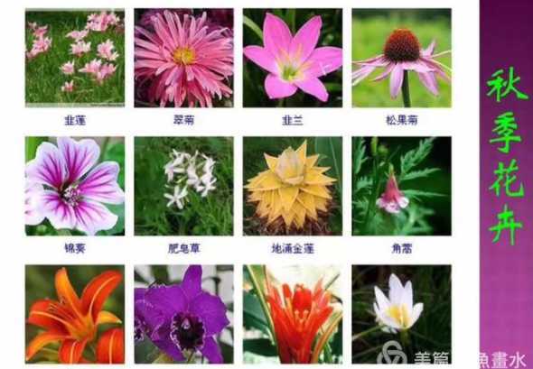 花的每个颜色代表什么 各种颜色花的花语