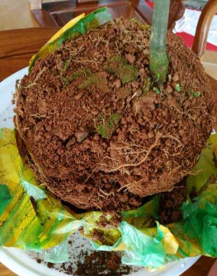 茶花换盆为什么会焉了 茶花换盆后花苞干了叶子掉了怎么回事