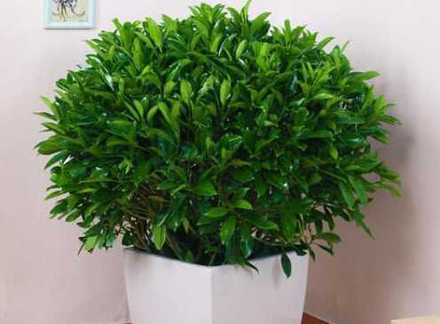 非洲茉莉冬天怎么保暖 非洲茉莉怕冷吗