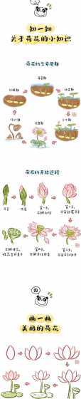 荷花应该种在什么季节 荷花种植的最佳季节是哪个月