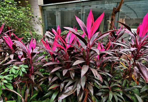 为什么朱蕉顶上的叶子 朱蕉叶子上有蜘蛛网一样的东西