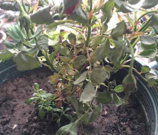 木本花枯萎了怎么救活 栀子花树枯萎了,怎么救活