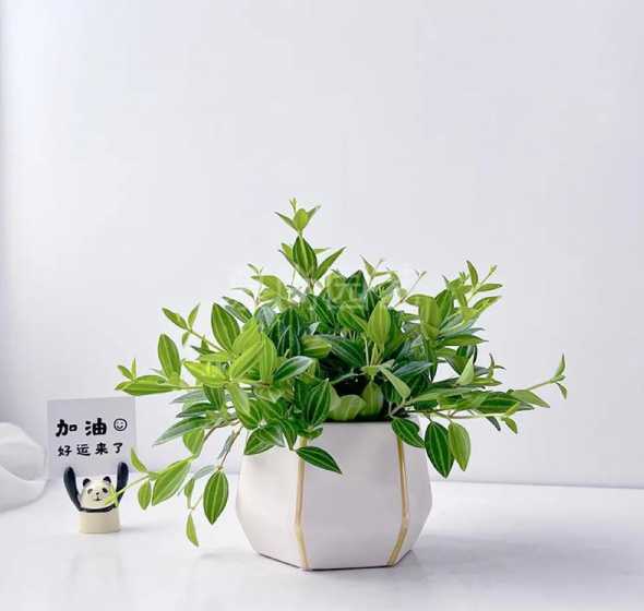 钻石翡翠盆栽怎么繁殖 钻石翡翠盆栽怎么种植