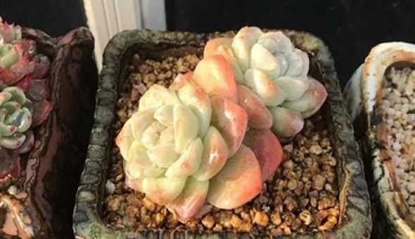 杯子不排水怎么养多肉 多肉怎么养会变的肥肥胖胖