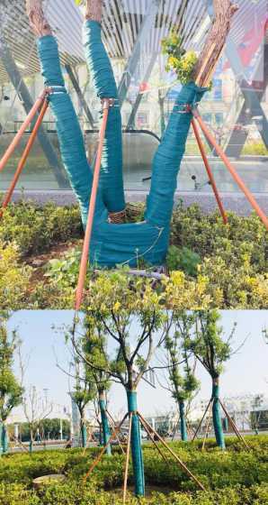 为什么树苗防冻包树干 新树苗树干生虫了,树叶部分已干怎么办