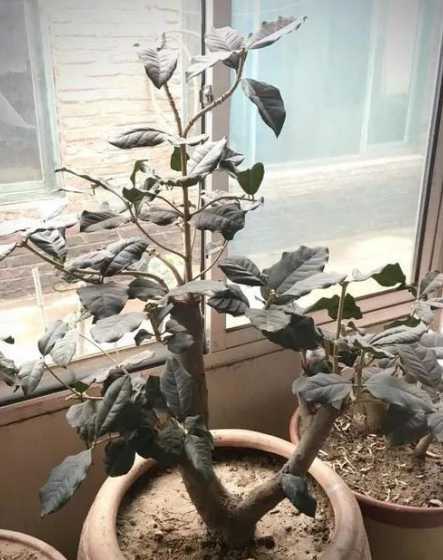 桂花什么时候正常落叶 桂花树十月份落叶正常吗