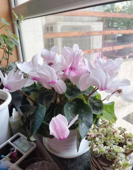 仙鹤来花长得慢为什么 仙鹤来花为什么,叶子打卷还蔫