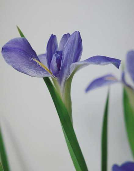 鸢尾花吃一点会怎么样 河南师范大学怎么样