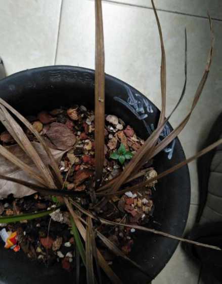 兰花花干枯怎么回事 兰花秋天分盆影响开花吗