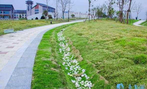 海绵城市草坪用什么草 “海绵城市”是什么意思