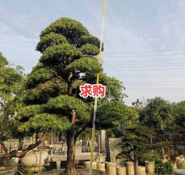 罗汉松20一棵多少钱 一棵15年的松树,高大概20米,粗直径20厘米大概多少钱