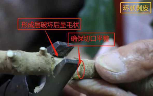 压条为什么要进行环剥 白桦树为什么有翅果
