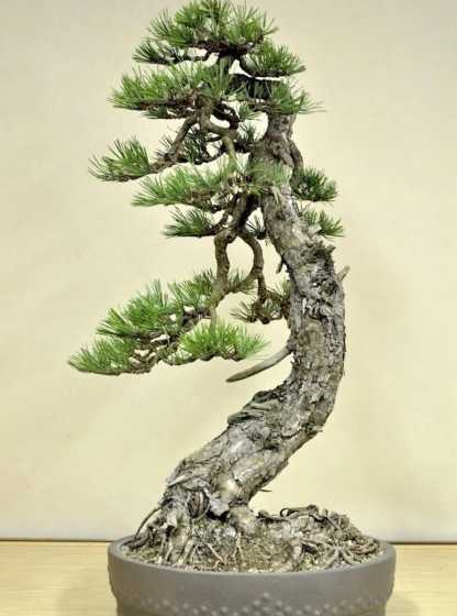 盆景松树都是什么松树 盆景松树有哪几种(最常见的松树种类)