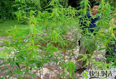 跳舞草为什么叫跳舞草 什么是跳舞草,跳舞草为什么会跳舞