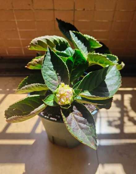 盆栽树为什么叶子内卷 盆栽柠檬树怎么浇水