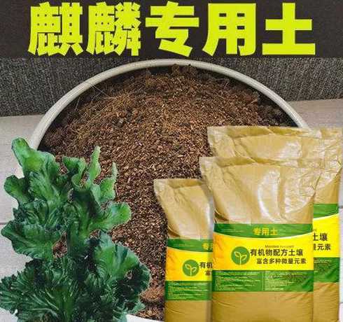 麒麟的培养土怎么配比 多肉植物怎么养