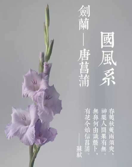 花语唐菖蒲花代表什么 唐菖蒲花语和寓意