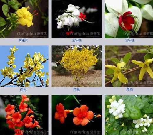 什么花开的季节和特点 每个季节都有什么花开