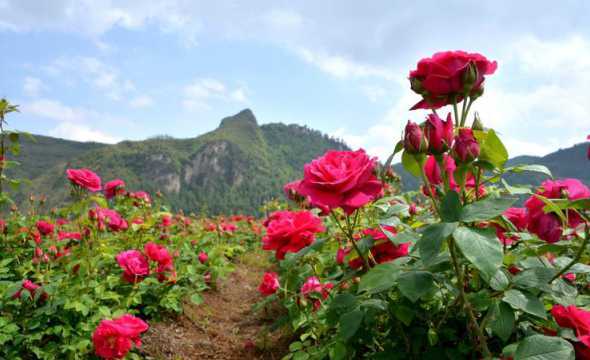 玫瑰花种什么季节种植 玫瑰花适合什么季节种