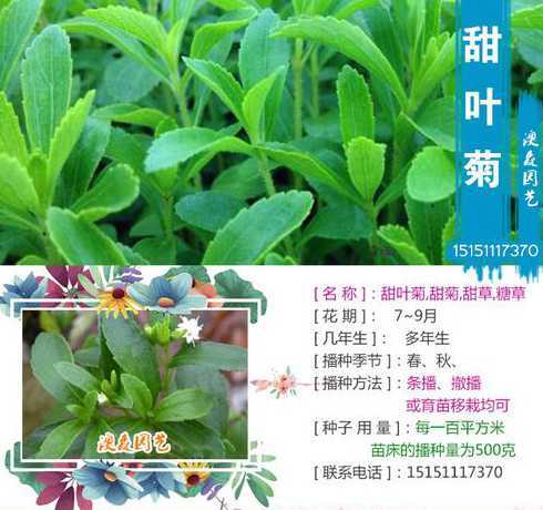 甜叶菊种子1斤多少粒 甜叶菊种子怎么播种