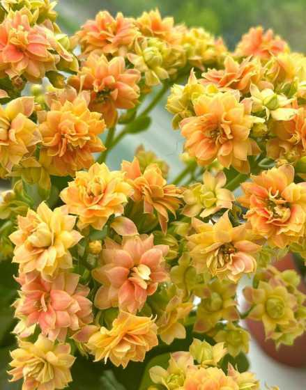 秋天的长寿花怎么打理 长寿花夏天怎么修剪