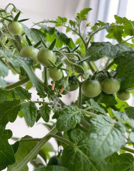 什么适合适合种小番茄 如何在办公室种植小番茄
