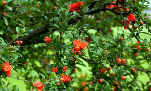 石榴花为什么都是公花 为什么西班牙的国花是石榴花