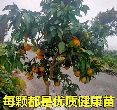 脐橙一年苗多少钱一棵 武汉的脐橙苗多少钱一株怎么卖