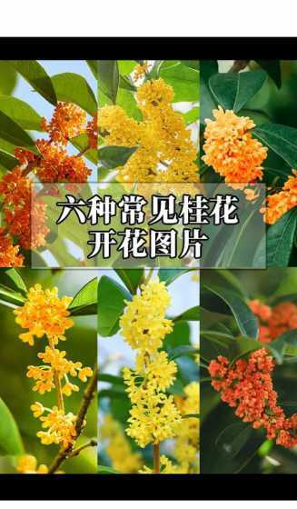 桂花十月开花代表什么 桂花为什么12月就开花了
