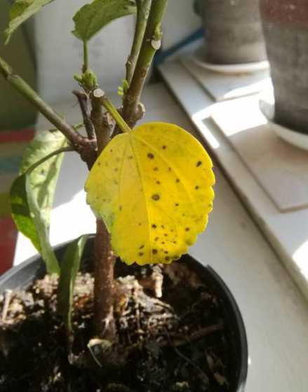 朱槿花为什么叶子干裂 朱槿花的叶子下垂是什么原因