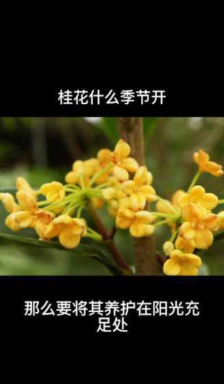 桂花为什么每个月都开 桂花为什么12月就开花了