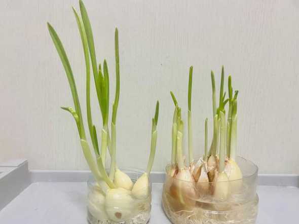 泡水的大蒜怎么发芽的 家里怎么样水栽大蒜