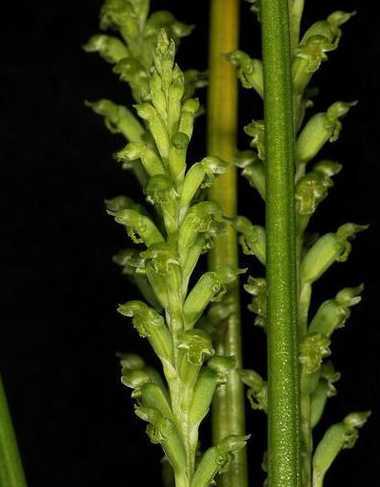 为什么葱兰叶子垂下来 葱兰需修剪吗葱兰叶子立不起来