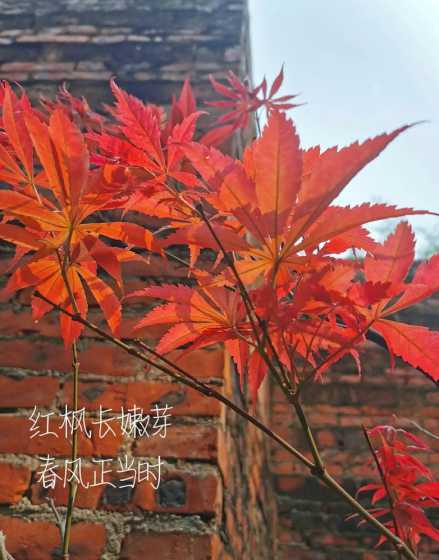 红枫嫩芽是什么颜色的 描写枫叶颜色外形的句子